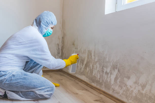 Licensed Mold Inspection service in Warrington, PA - WQB Mold Removal