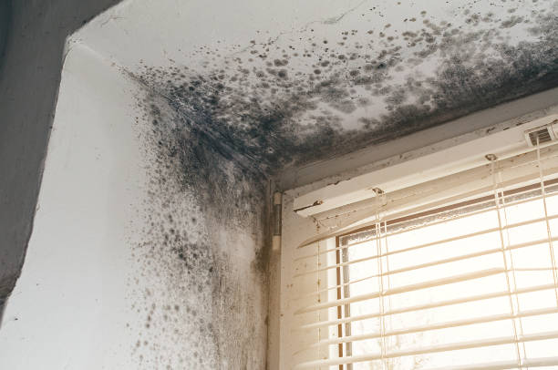 Affordable Mold Inspection solutions in Warrington, PA